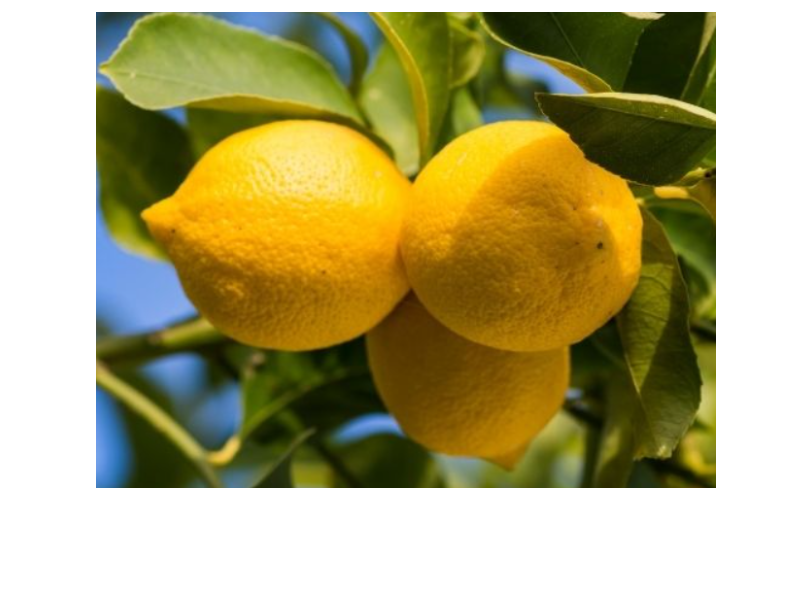 Limoni di Sicilia