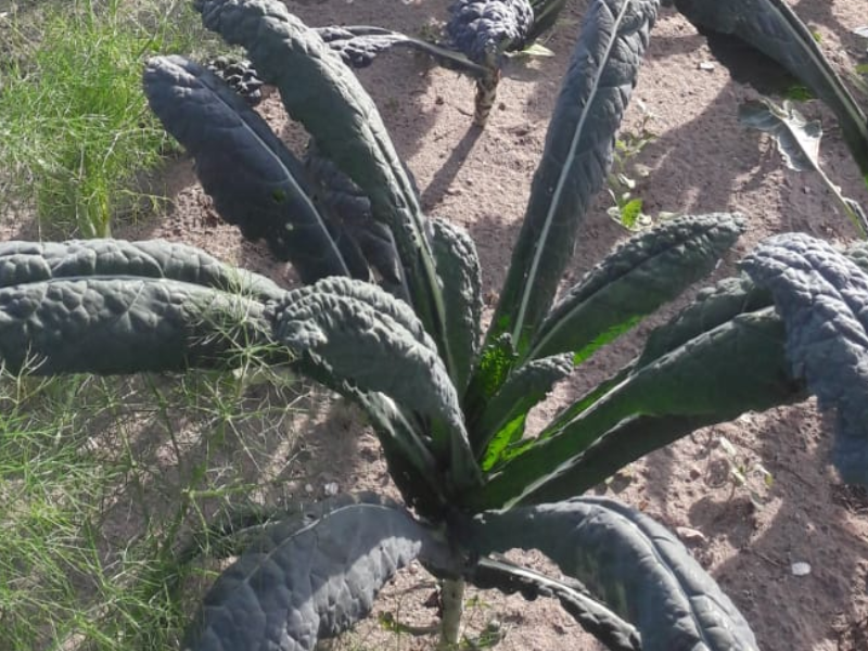 CAVOLO NERO