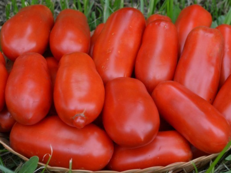 POMODORO SAN MARZANO