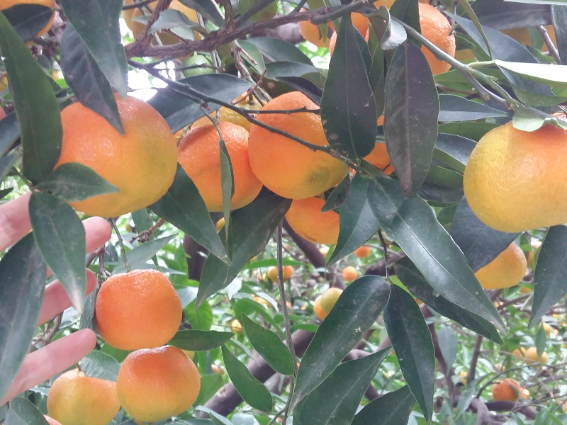 Clementine Calabresi dolci e senza semi - Garantite buccia edibile