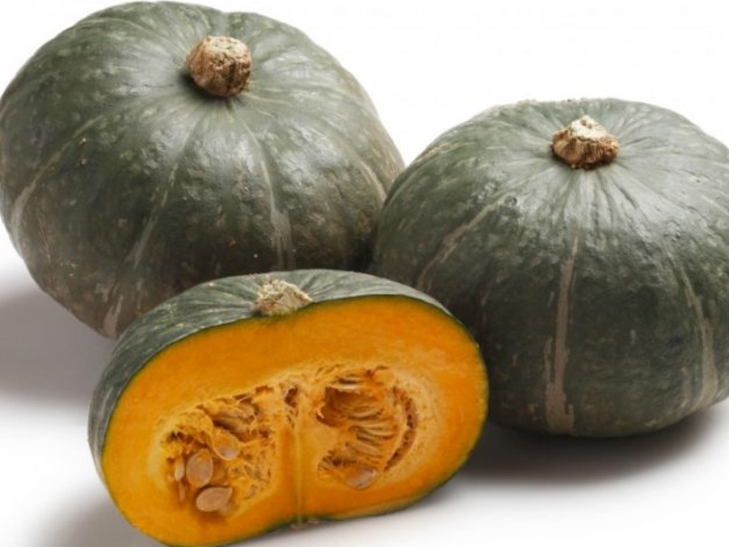 ZUCCA DELICA